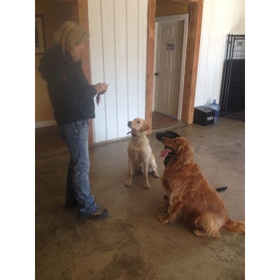 Linda Cline Dog Training Session